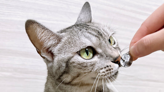 寵物紀念飾品怎麼選？鼻紋／肉球、毛髮、照片、骨灰 4 種保存方式完整比較