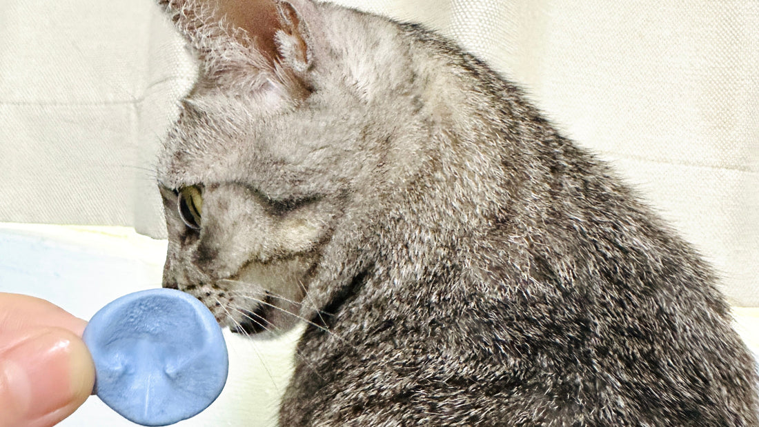 寵物鼻紋怎麼採集？在家安全完成鼻紋拓印的注意事項