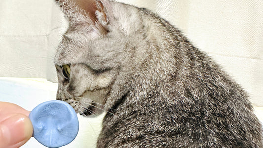 寵物鼻紋怎麼採集？在家安全完成鼻紋拓印的注意事項